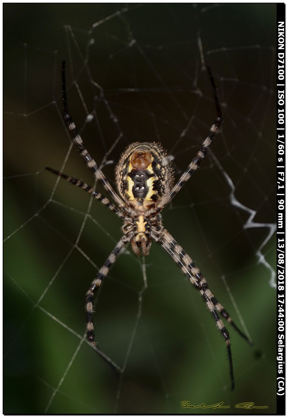 Argiope trifasciata, femmina  - Selargius (CA)